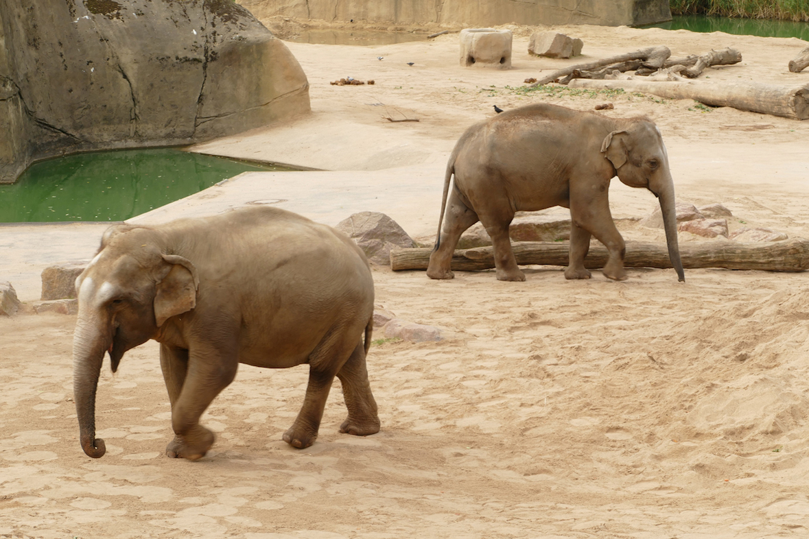 Fotokurs mit Fototour: Zoo