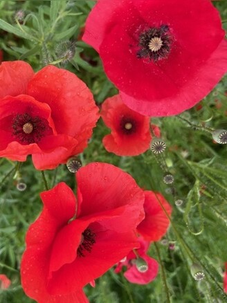 "Klatschmohn" - BIO-Blumensamen [samenfest]