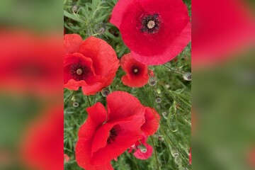 "Klatschmohn" - BIO-Blumensamen [samenfest]