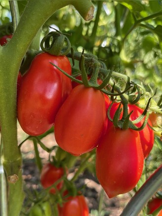 Tomate "San Marzano" - BIO-Flaschentomate [samenfest]