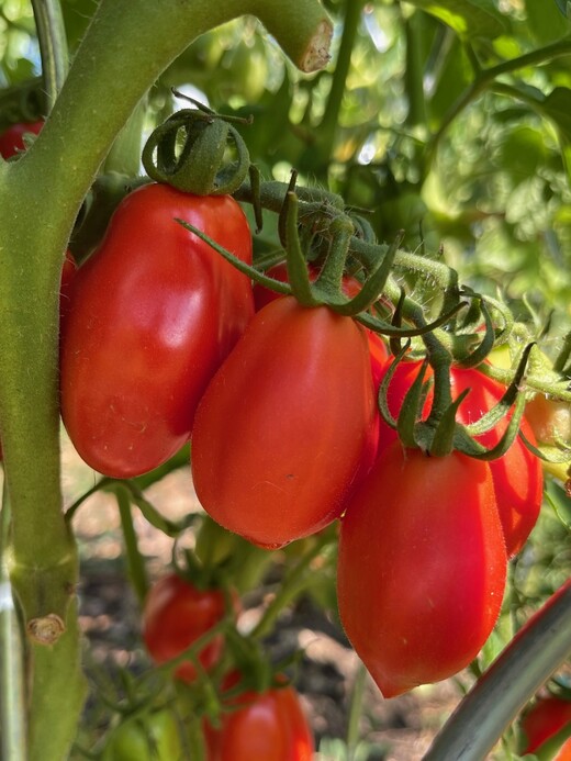 Tomate "San Marzano" - BIO-Flaschentomate [samenfest]