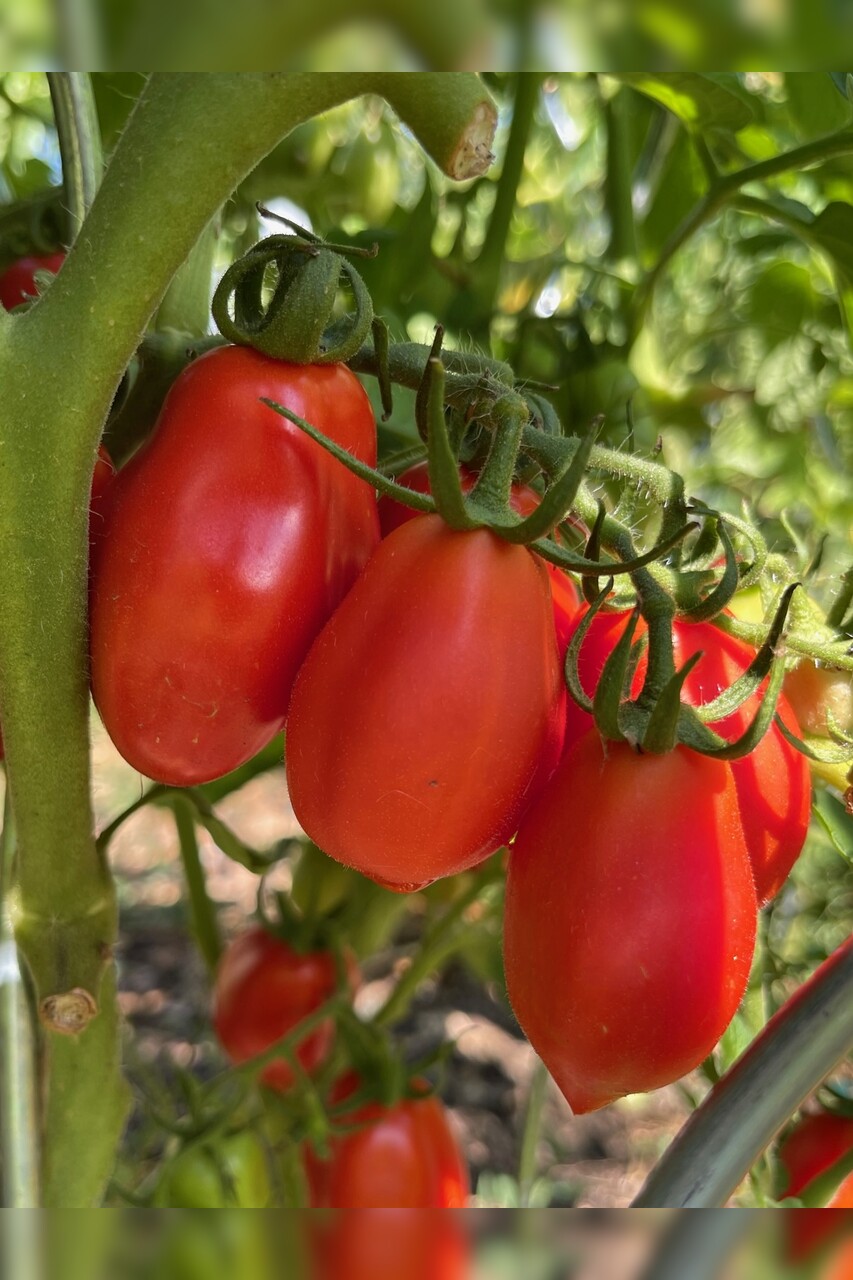 Tomate "San Marzano" - BIO-Flaschentomate [samenfest]