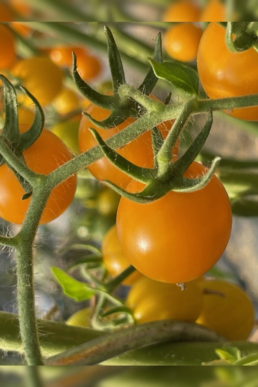 Tomate "Cerise gelb" - BIO-Tomatensorte [samenfest]