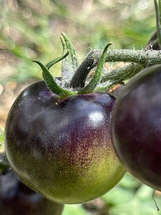 Tomate "Indigo Rose" - Tomatensamen (samenfest)