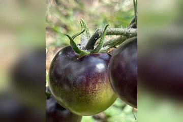 Tomate "Indigo Rose" - BIO-Tomatensorte [samenfest]