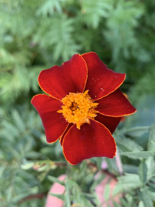 "Tagetes" - BIO-Blumensamen [samenfest]