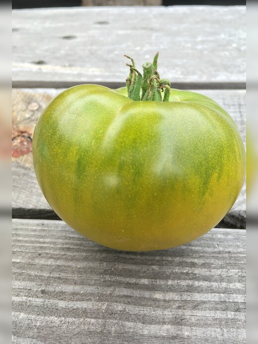 Tomate "Smaragdapfel" - BIO-Tomatensorte [samenfest]