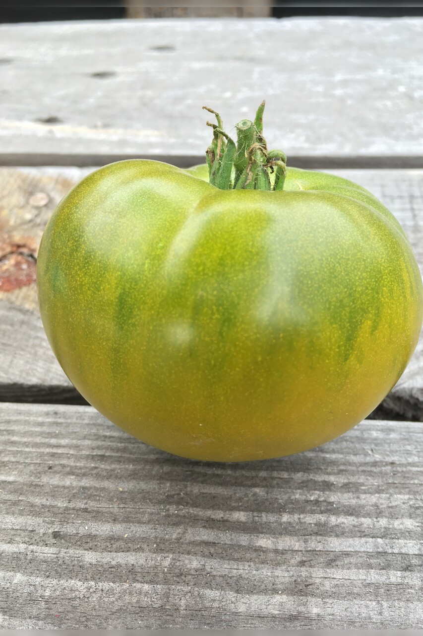 Tomate "Smaragdapfel" - BIO-Tomatensorte [samenfest]