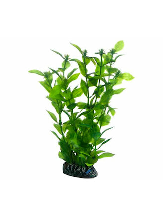 Hobby Hygrophila