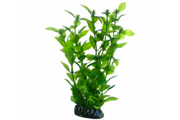 Hobby Hygrophila