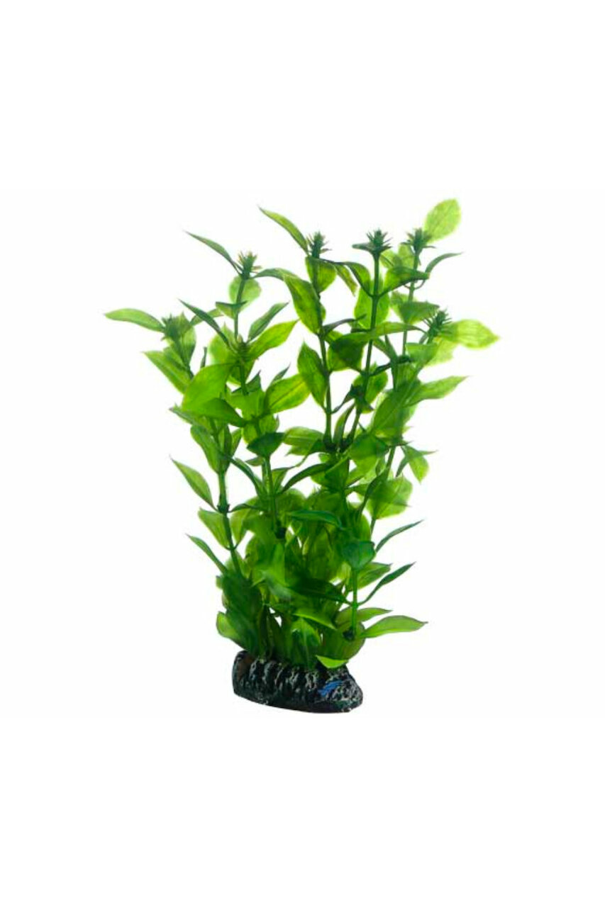 Hobby Hygrophila
