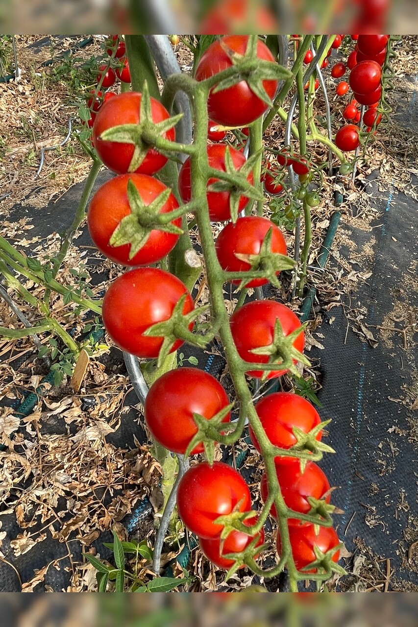 mittleres Tomaten Set - 8 BIO-Tomatensorten [samenfest]