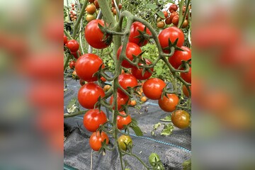 Tomate "mexikanische Honigtomate" - BIO-Tomatensorte [samenfest]