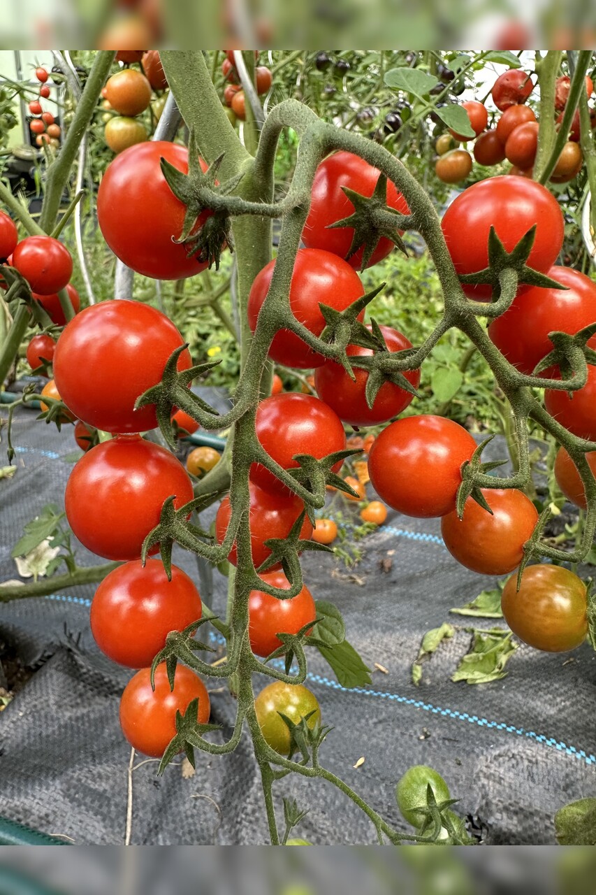 Tomate "mexikanische Honigtomate" - BIO-Tomatensorte [samenfest]