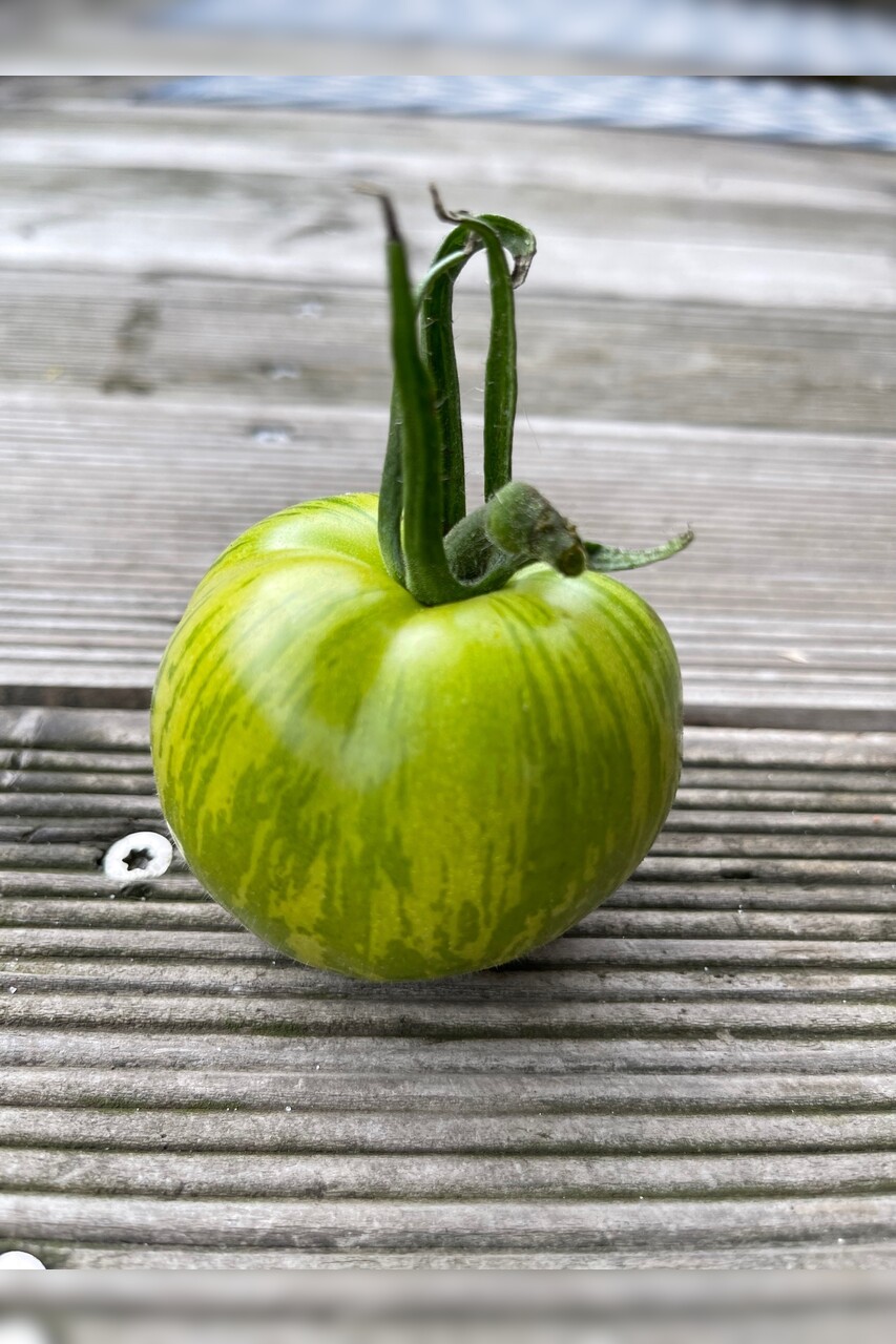 Tomate "Green Zebra" - BIO-Tomatensorte [samenfest]