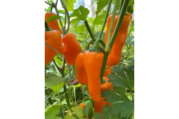 Paprika "Lunchbox Orange" - BIO-Paprikasamen [samenfest]