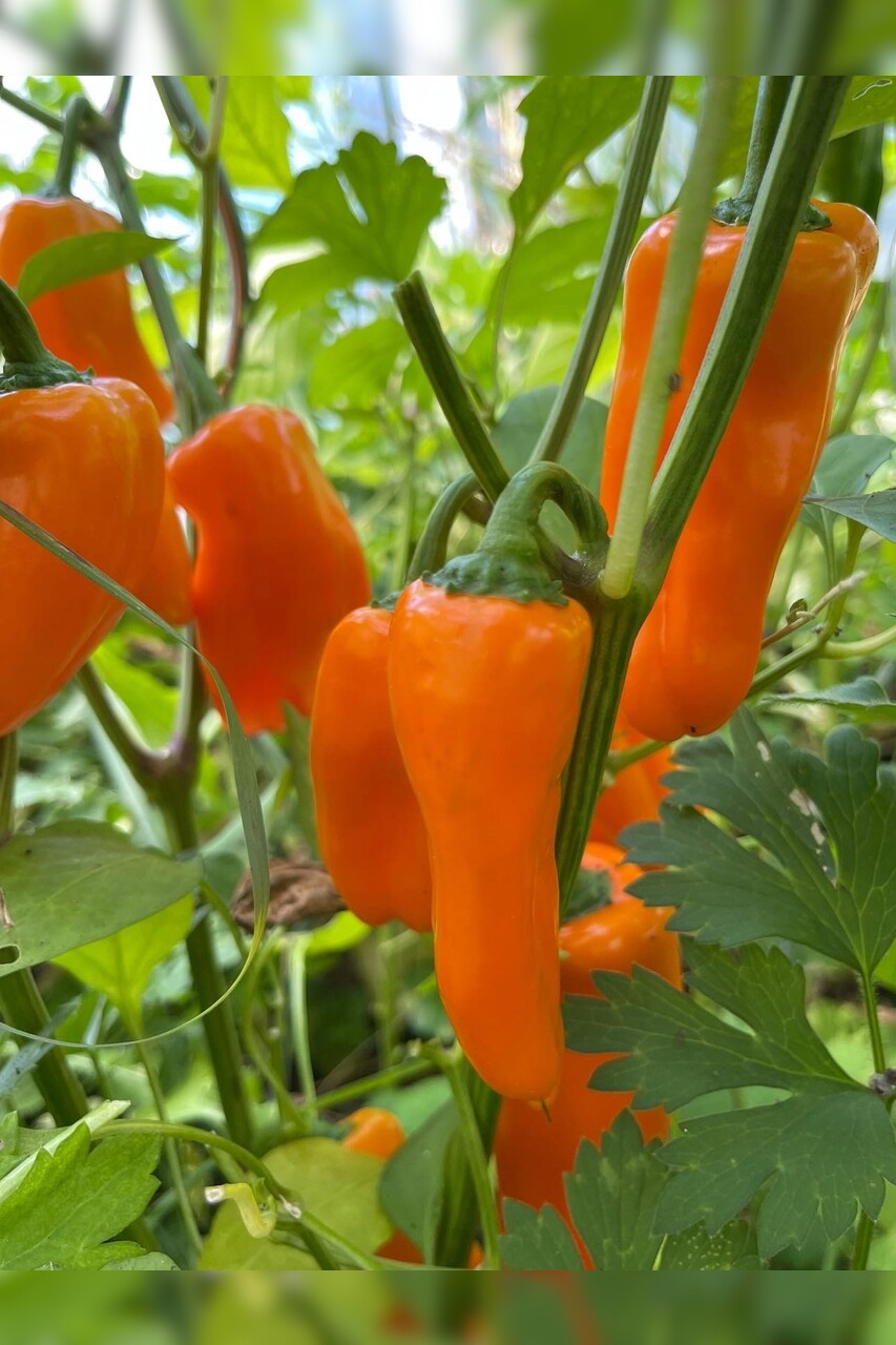 Paprika "Lunchbox Orange" - BIO-Paprikasamen [samenfest]