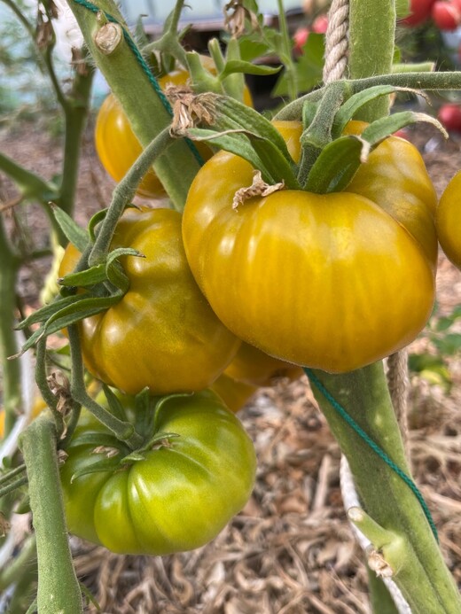 Tomate "Green Pineapple" - BIO-Tomatensorte [samenfest]