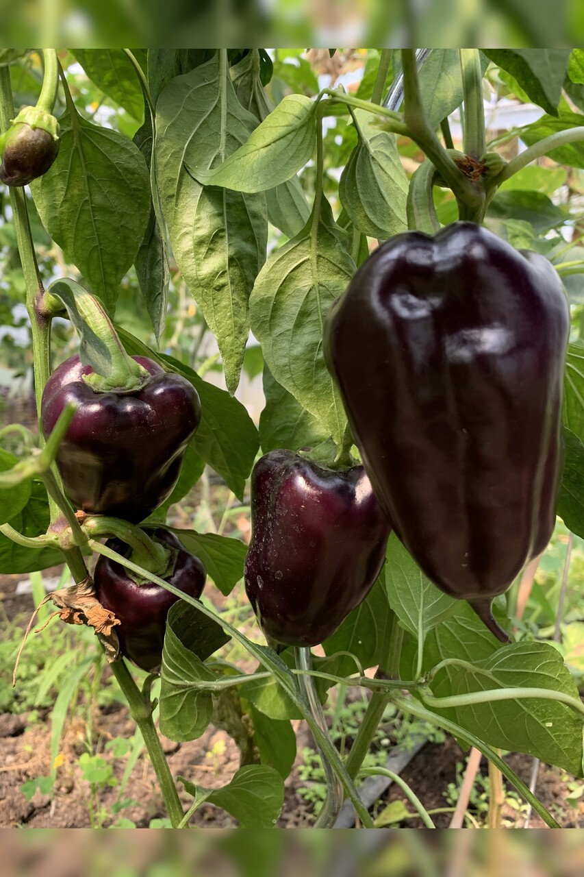 Paprika "Black Hungarian" -BIO-Paprikasamen [samenfest]