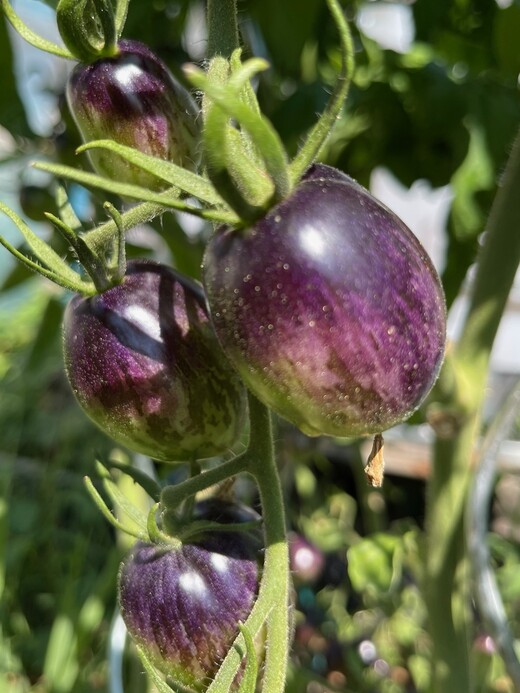 Tomate „Purple Dragon“ - BIO-Tomatensorte [samenfest]