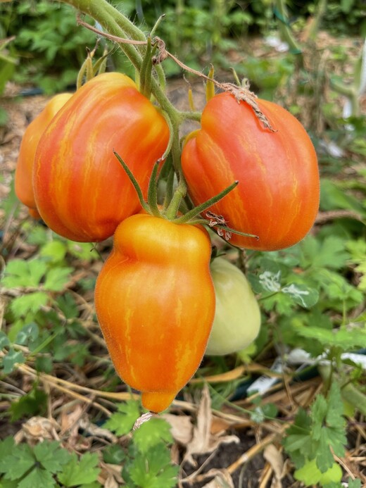 Tomate „Yellow Fire“ - BIO-Tomatensorte [samenfest]