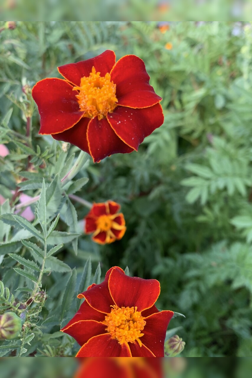 "Tagetes" - BIO-Blumensamen [samenfest]