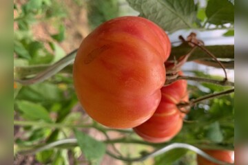 Tomate