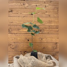 Trüffelbaum "Sommerlinde"