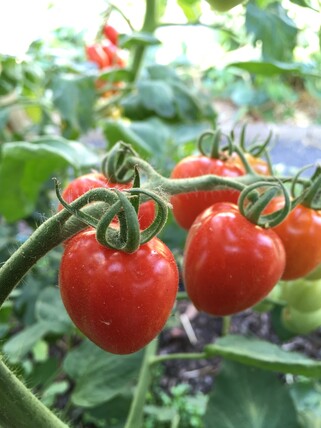 Tomate "Taubenherz" - BIO-Tomatensorte [samenfest]