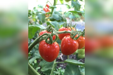 Tomate "Taubenherz" - BIO-Tomatensorte [samenfest]