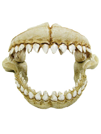 Amtra Denti De Squalo L