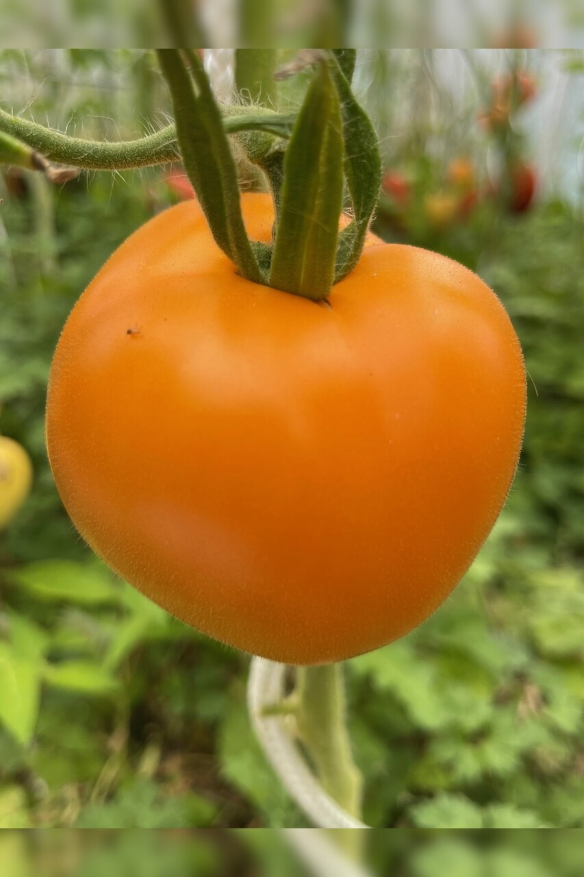 Anzucht-Set "robuste Tomaten" [samenfest]