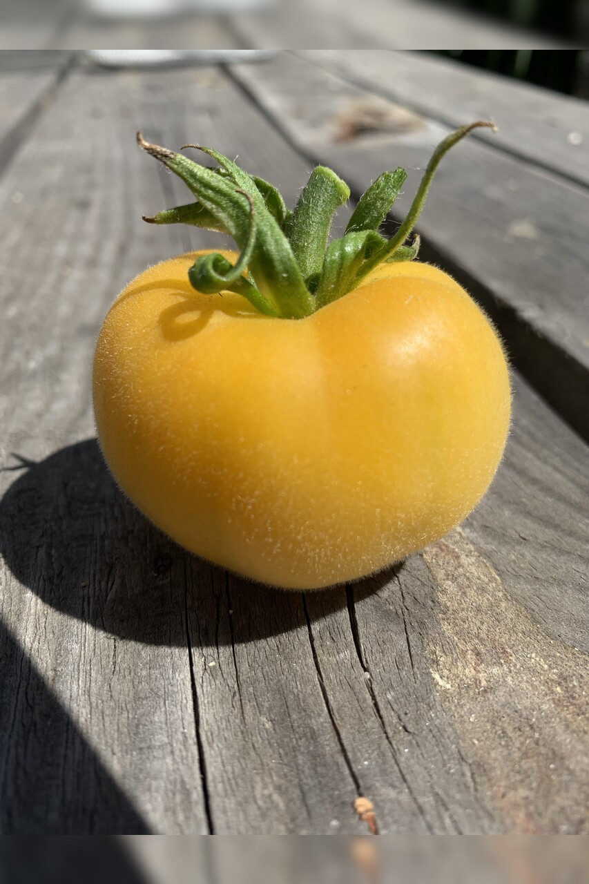 Tomate "weißer Pfirsich" - BIO-Tomatensorte [samenfest]