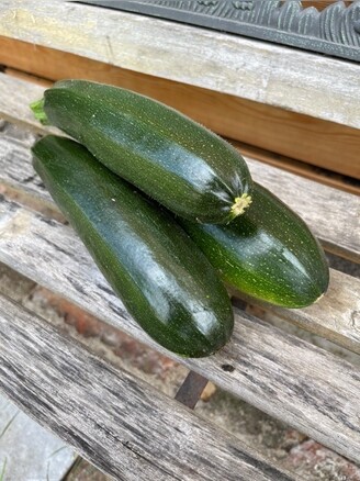 Zucchini „Black Beauty“ - BIO-Zucchinisorte [samenfest]