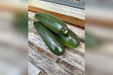 Zucchini „Black Beauty“ - BIO-Zucchinisorte [samenfest]