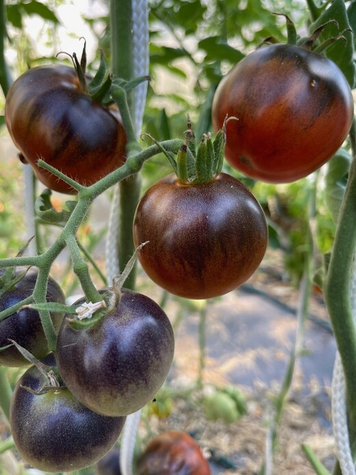 Tomate "Blaue Ananas" - BIO-Tomatensorte [samenfest]