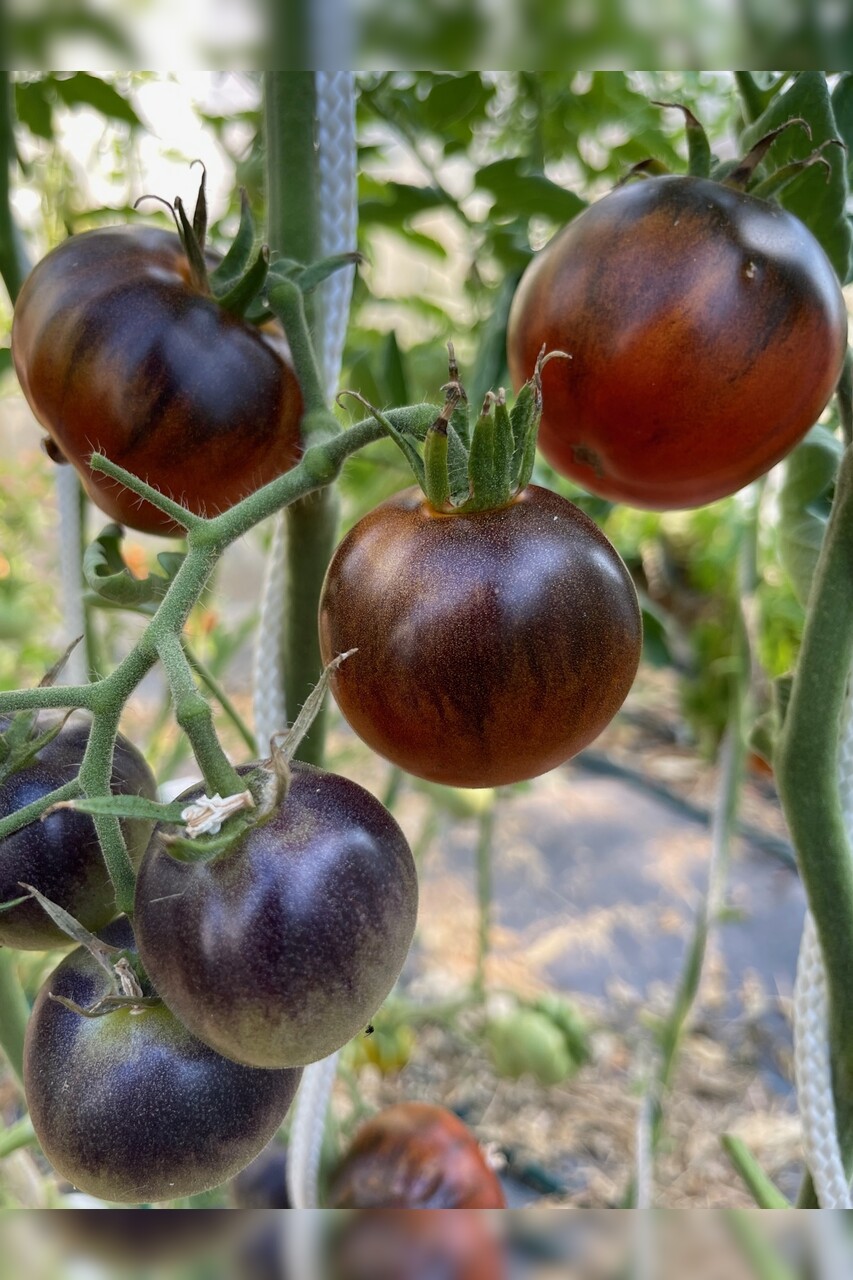 Tomate "Blaue Ananas" - BIO-Tomatensorte [samenfest]