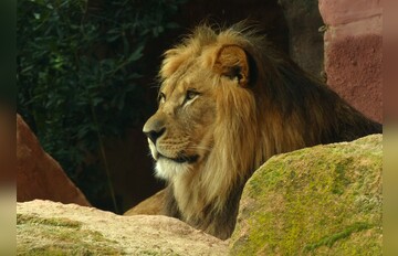 Fotokurs mit Fototour: Erlebnis-Zoo
