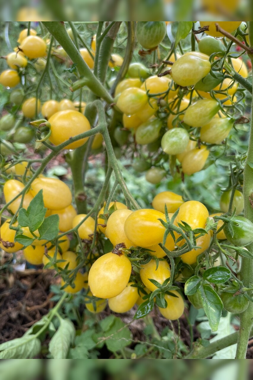 Tomate "Barry´s Crazy Cherry" - BIO-Tomatensorte [samenfest]