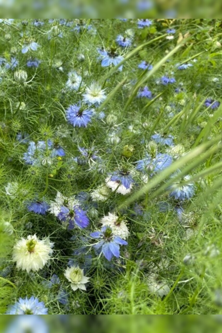 "Jungfer im Grünen" - BIO- Blumensamen [samenfest]