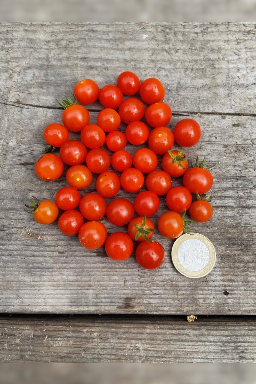 Anzucht-Set "Johannisbeertomaten" [samenfest]