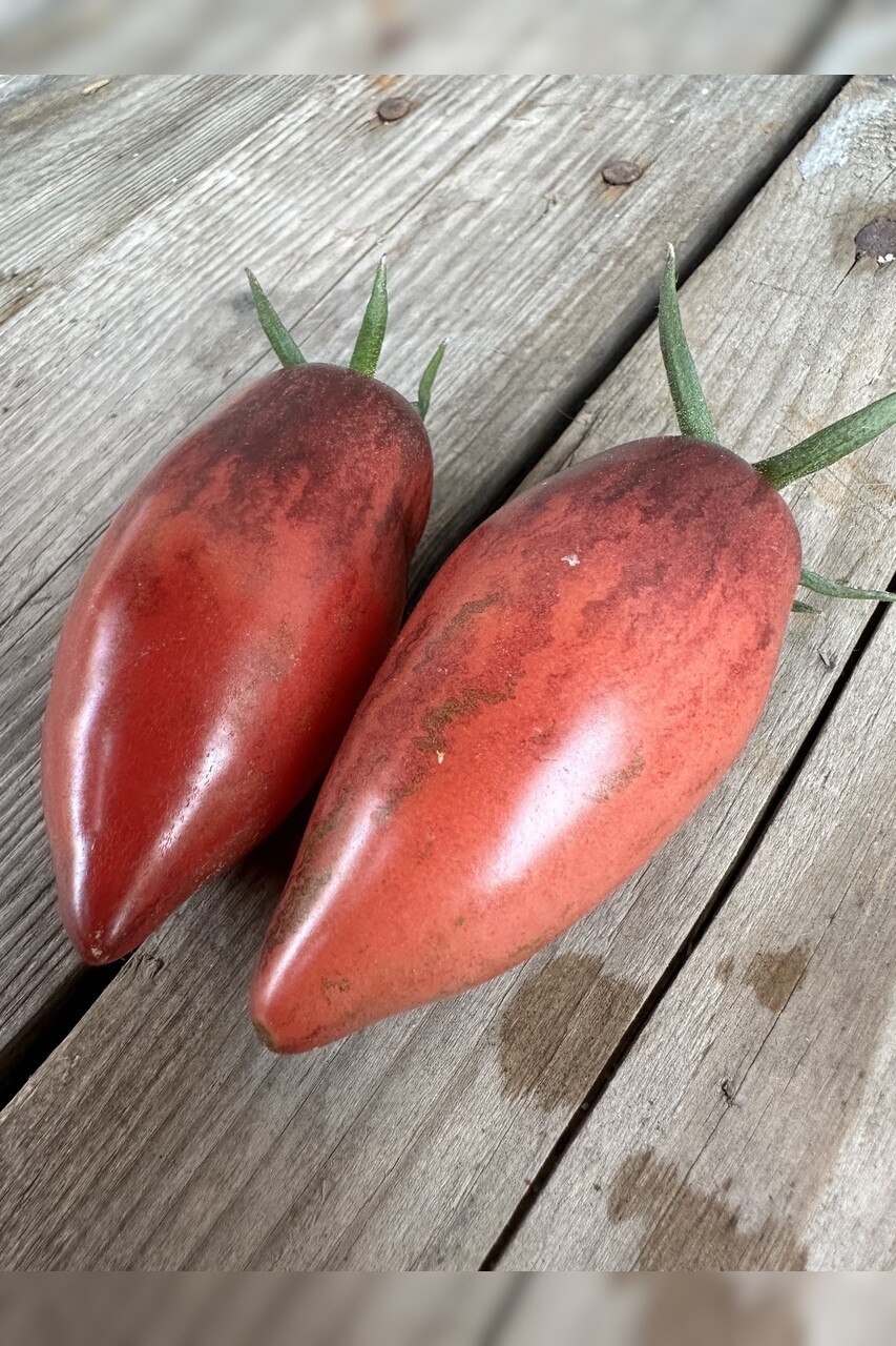 Tomate "Slivka Gurman" - BIO-Tomatensorte [samenfest]