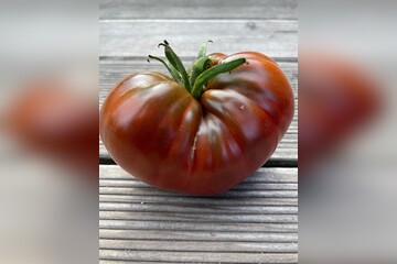 Tomate "Tschernij Prinz" - BIO-Tomatensorte [samenfest]