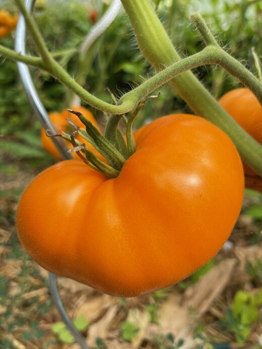 Tomaten Set "Gewächshaustomaten" - 4 BIO-Sorten [samenfest]