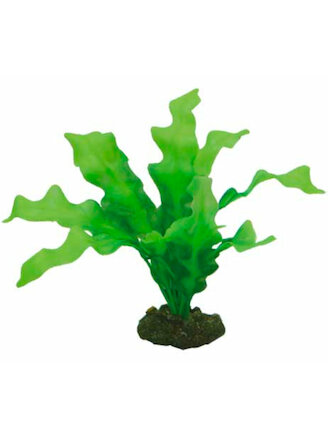Hobby Echinodrus 20 cm