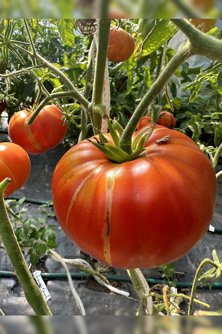 Tomate "Ananastomate" - BIO-Tomatensorte [samenfest]