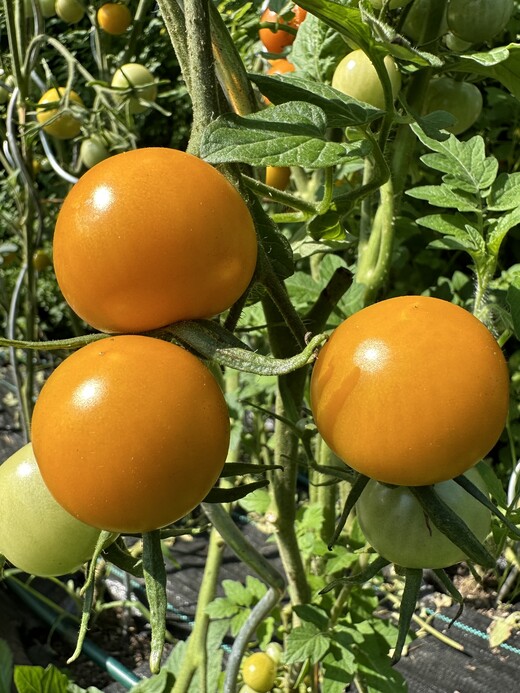 Tomate "Katinka" - BIO-Tomatensorte [samenfest]