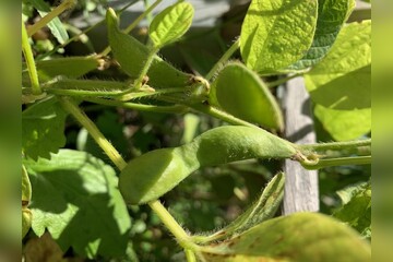 Edamame
