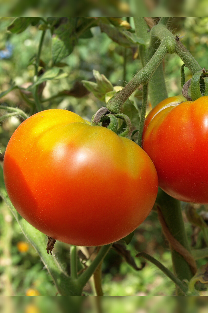 Anzucht-Set "Freilandtomaten" [samenfest]