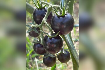 Tomate "Dancing with Smurfs" - BIO-Tomatensorte [samenfest]